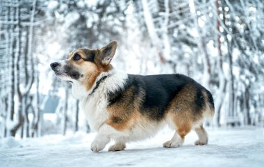 Saf köpek Welsh Corgi kış parkında yürüyor.