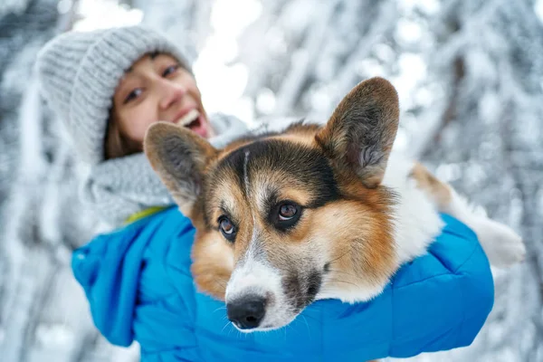 สุนัขตลก Welsh Corgi ในอ้อมแขนของเจ้าของหญิงของเขาออกไปข้างนอกในภูมิทัศน์ฤดูหนาว — ภาพถ่ายสต็อก