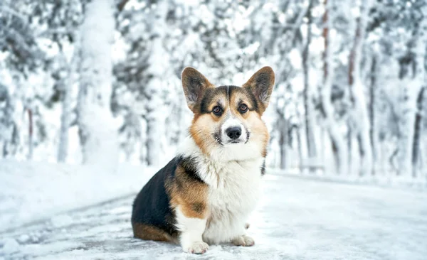 Winter Outdoor Portrait Welsh Corgi Hund im Snowpark Stockbild