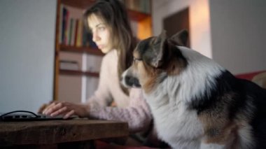 Meraklı Corgi köpeği kanepede oturuyor ve kadın sahibine bakıyor.