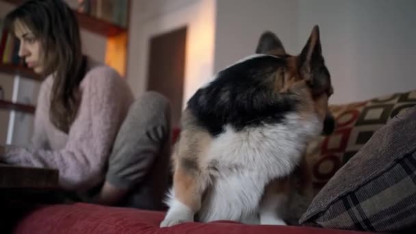 Közelkép aranyos walesi Corgi kutya ül az edző — Stock videók