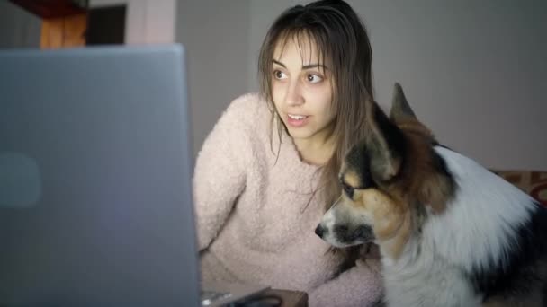 Woman sitting on couch with dog and shows something on laptop screen — Stock Video