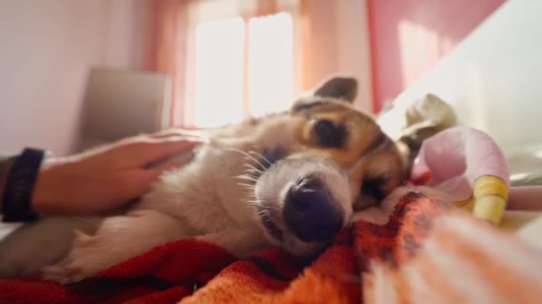 Eerste persoon bekijken mannelijke hand strelen en aaien schattig schattig Welsh Corgi hond — Stockvideo