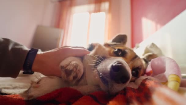 First-Person-Ansicht männliche Hand streicheln und streicheln niedlichen entzückenden Welsh Corgi Hund — Stockvideo