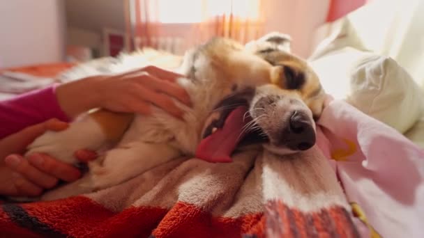 Женская рука гладит смешную очаровательную валлийскую собаку Корги — стоковое видео