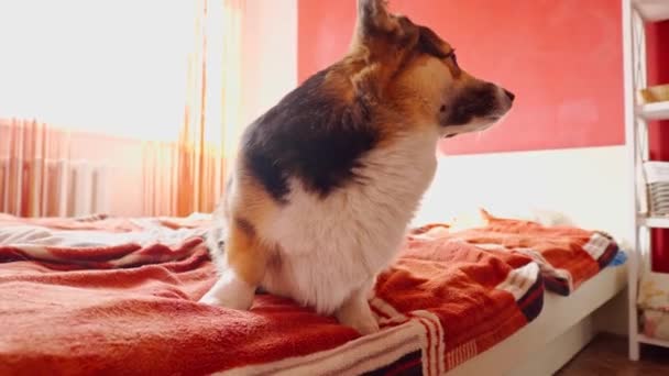 Walesiska corgi hund på sängen och hoppa ut — Stockvideo