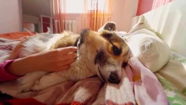 Weibliche Hand streichelt lustigen entzückenden Welsh Corgi Hund — Stockvideo