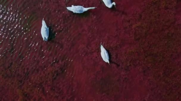 Aerial slow motion above top view of beautiful wild white swans in pink red salt lake waters, lot of beautiful birds. — Stock Video