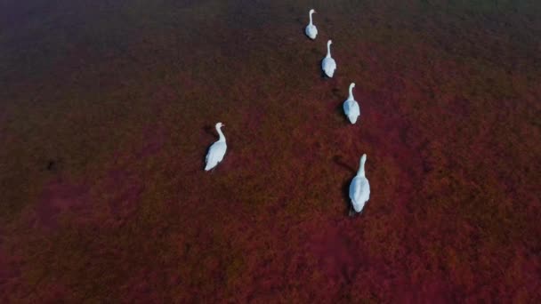 Vista aérea en cámara lenta por encima de la vista superior de hermosos cisnes blancos salvajes en las aguas rosadas del lago de sal roja, muchas aves hermosas. — Vídeo de stock