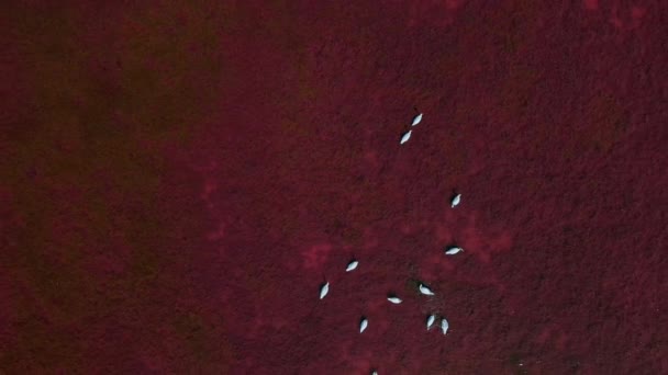 Letecký filmový drone let přes krásné divoké bílé labutě v růžové červené slané vody jezera — Stock video