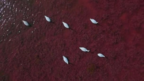 Vista aérea en cámara lenta por encima de la vista superior de hermosos cisnes blancos salvajes en las aguas rosadas del lago de sal roja, muchas aves hermosas. — Vídeo de stock