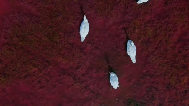 ピンクの赤塩湖の水で美しい野生の白い白鳥の上の空中スローモーション、美しい鳥の多く. — ストック動画