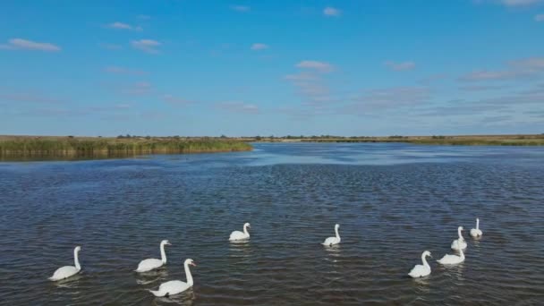 慢动作空中拍摄，无人驾驶飞机在湖水中环绕美丽的野生白天鹅飞行，许多美丽的小鸟. — 图库视频影像