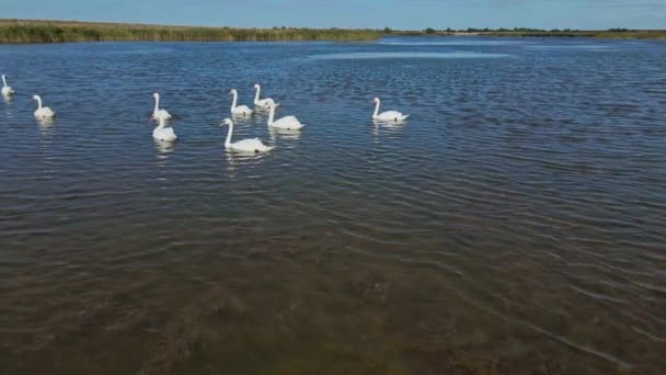 Замедленная съемка с воздуха, полет беспилотника над красивыми дикими белыми лебедями в озерных водах, много красивых птиц. — стоковое видео