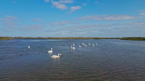 Grabación aérea en cámara lenta, vuelo de drones sobre hermosos cisnes blancos salvajes en las aguas del lago, muchas aves hermosas. — Vídeo de stock