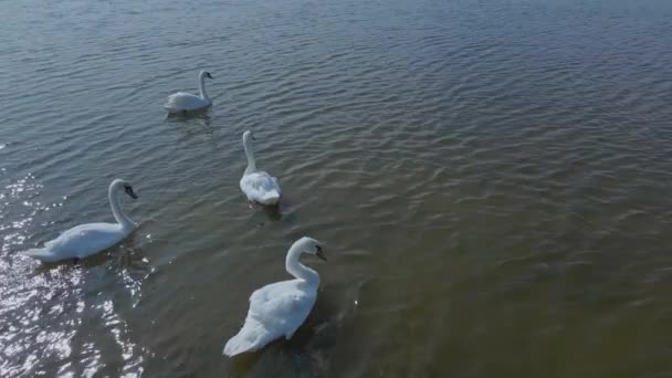 Αργή κίνηση εναέρια γυρίσματα, drone πτήση γύρω από όμορφα άγρια λευκούς κύκνους στα νερά της λίμνης, πολλά όμορφα πουλιά. — Αρχείο Βίντεο