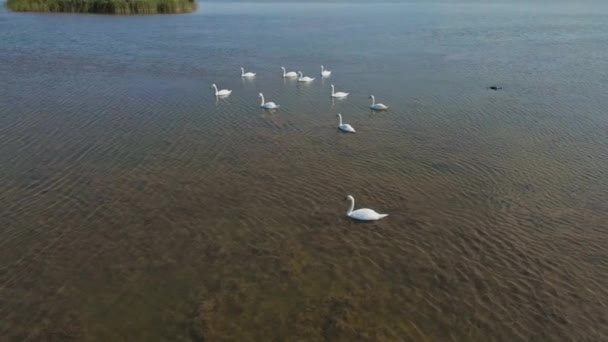Замедленная съемка с воздуха, полет беспилотника над красивыми дикими белыми лебедями в озерных водах, много красивых птиц. — стоковое видео