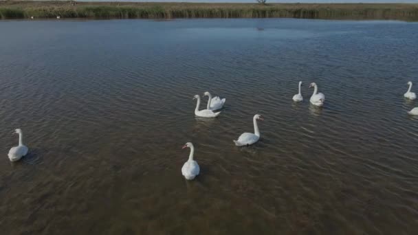 Aerial cinematic footage from drone flying over crowd of beautiful wild white swans in lake waters, lot of beautiful birds. wild nature beauty — Stock Video