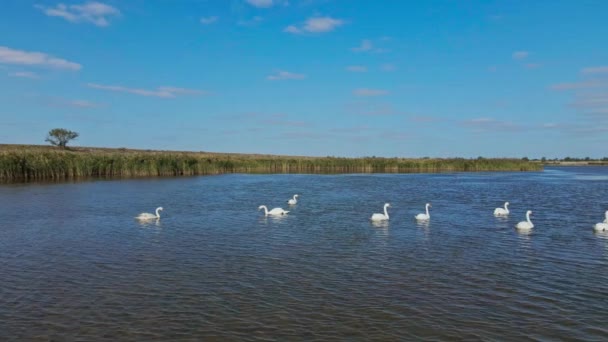 Замедленная съемка с воздуха, полет беспилотника над красивыми дикими белыми лебедями в озерных водах, много красивых птиц. — стоковое видео