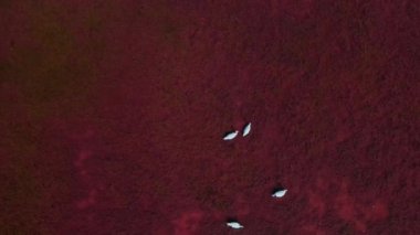 Pembe tuzlu göl sularında uçan güzel beyaz kuğular üzerinde uçan hava aracı.