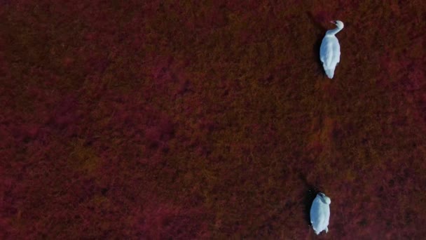 Movimento lento aéreo acima da vista superior de belos cisnes brancos selvagens em águas vermelhas rosa do lago de sal, belos pássaros. — Vídeo de Stock