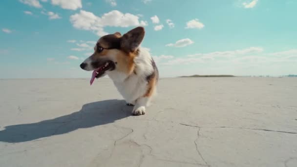 Close up low point portrait of cute funny welsh corgi dog walks on beautiful natural landscape of deserted dry lake bottom and blue sky — Stock Video