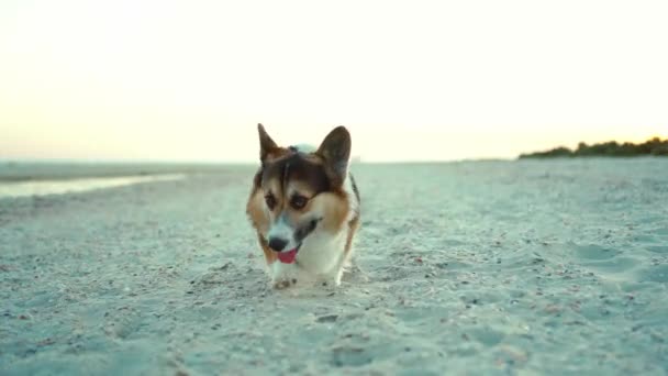 Närbild låg punkt porträtt av söta roliga walesiska corgi hund promenader på vackra naturliga landskap öde torr sjö botten och blå himmel — Stockvideo