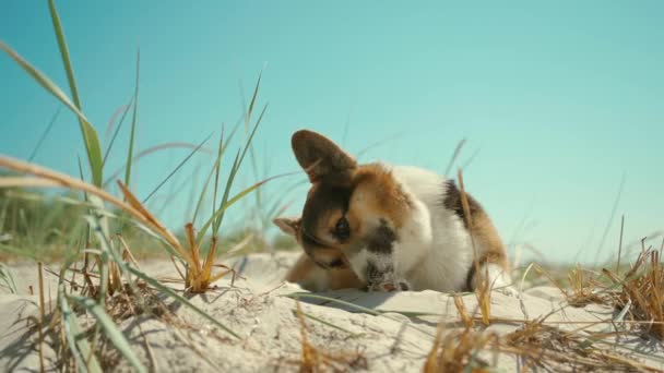 Крупный план милой веселой валлийской корги, лежащей на песке на солнечном пляже с голубым небом на фоне. Собака забавная, чешет нос лапой и катится в песок.. — стоковое видео