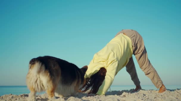 Lustiger tricolor walisischer Corgi-Hund lenkt junge Mischlingshündin ab, während sie Yoga-Übungen am Sandstrand am sonnigen Morgen in gelbem Kapuzenpullover macht. — Stockvideo