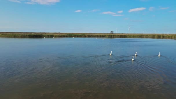 Göl sularındaki güzel beyaz kuğuların üzerinde uçan ve çekim yapan insansız hava aracının hava sineması görüntüleri. Bir sürü güzel kuş. — Stok video