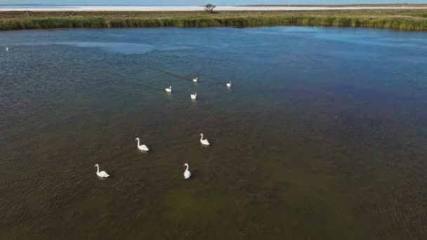 Câmera lenta vista superior aérea, drone cinematográfico atirando multidão de belos cisnes brancos selvagens em águas do lago — Vídeo de Stock