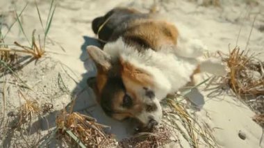 Güneşli sahilde kumlara uzanmış mavi gökyüzü arka planına sahip şirin, komik bir Galli Corgi köpeğinin yakın çekimi. Köpek, pençesiyle burnunu kaşıyarak ve kumda yuvarlanarak komiktir..