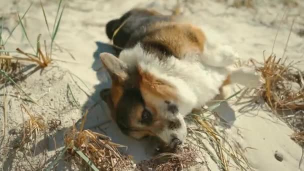 Nærbillede af søde sjove walisiske corgi hund liggende på sand på solrig strand med blå himmel baggrund. hund er sjovt at kradse sin næse med sin pote og tumler i sand. – Stock-video