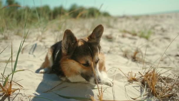 Ao ar livre retrato de feliz atraente mulher de raça mista desfrutando do pôr do sol na praia de areia do mar selvagem com luz solar vermelha no rosto — Vídeo de Stock