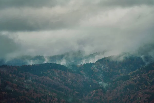 Ranní mlha nad jedlovým lesem, mlhavá krajina — Stock fotografie