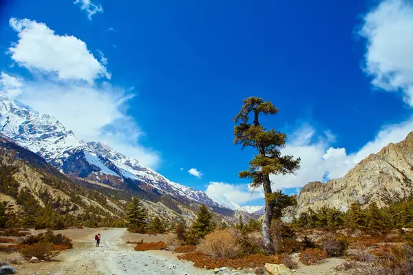 Wanderer in den Bergen — Stockfoto