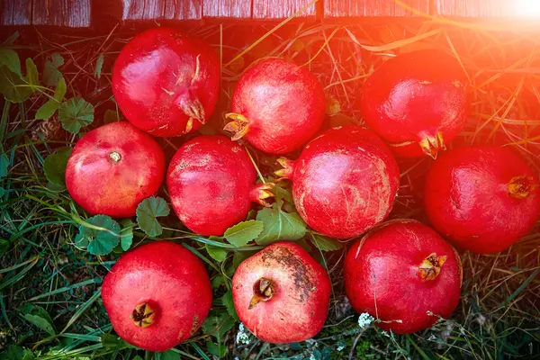 Pomegranates on a green grass background — Stock Photo, Image