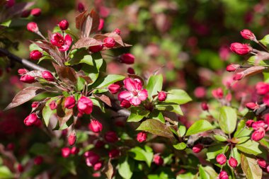 Çiçek tomurcukları açmış kiraz ağacı dalları. Bahar mevsiminde parkta Sakura. Seçici odaklanma. Çiçek dokusu, doğal çiçek arkaplanı..