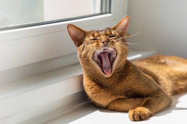 Genç safkan Habeş kedisi lüks içinde yaşar ve güneşin altında esner. Portre yakın plan. Seçici odak