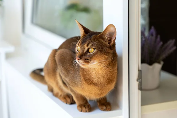 Abyssinian cat is at home.Beautiful purebred short-haired young cat sits on the windowsill on the balcony, looks towards the window. Close up, selective focus, background
