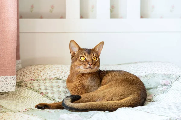 Abyssinian cat is at home. Beautiful purebred short-haired young cat lies on the bed. Looks curiously. Close up, selective focus, background.