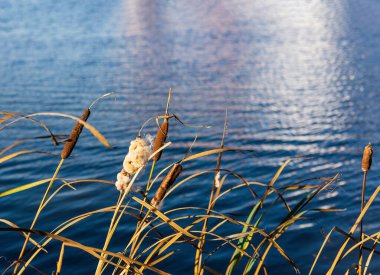 Reed göl kenarında. Sonbahar güneşli bir gün. Yaygın kuyruk. Sudaki dalgalanmalar ve yansımalar. Doğa geçmişi. Seçici odak