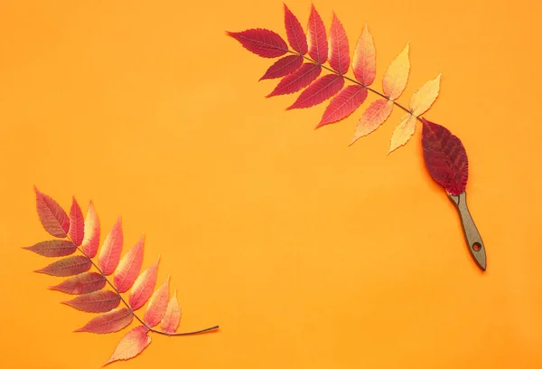 Autumn template with colorful leaves on orange background.Concept: autumn  paints world in bright colors, fall sales, holidays.  Flat lay. Copy space for text