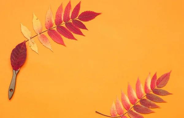 Autumn template multi colored maple leaves on orange background. Concept: autumn  paints, fall sales, holidays. Flat lay. Copy space for text.