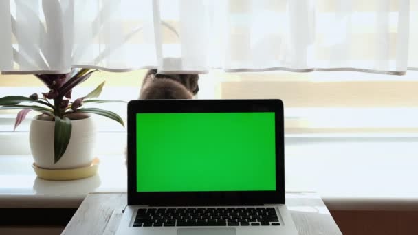 Gato cinza doméstico senta-se atrás da tela do laptop verde no peitoril da janela . — Vídeo de Stock