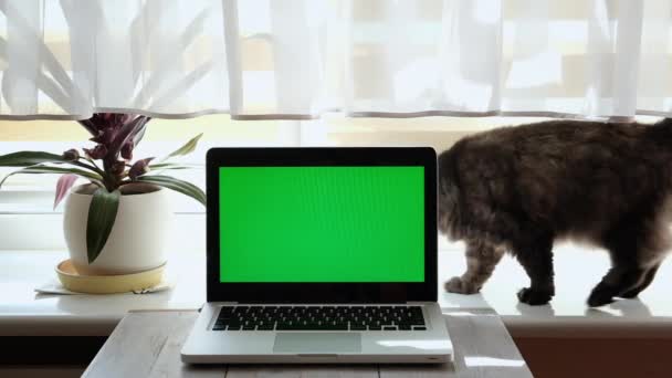 Gatto grigio domestico dietro lo schermo verde del computer portatile cammina sul davanzale della finestra. — Video Stock