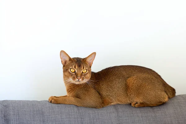 Abyssinian cat is at home. Beautiful purebred short-haired young cat lying on the back of the sofa. Looks curiously. Selective focus, background, copy space