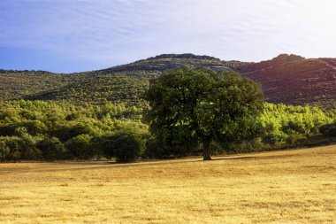 Toledo 'da ön planda bir ağaçla manzara