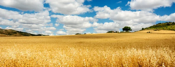 Paysage Champ Blé Ciel Bleu Avec Nuages — Photo