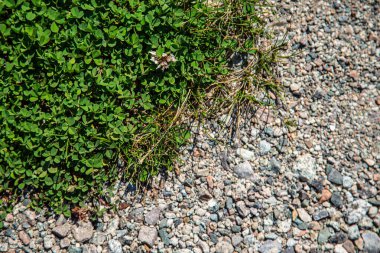 Dünya yüzeyi yonca, çimen yaprakları, yeşil bitki örtüsü ve karşı paçavralar, taş, sert nesneler ile kaplıdır..
